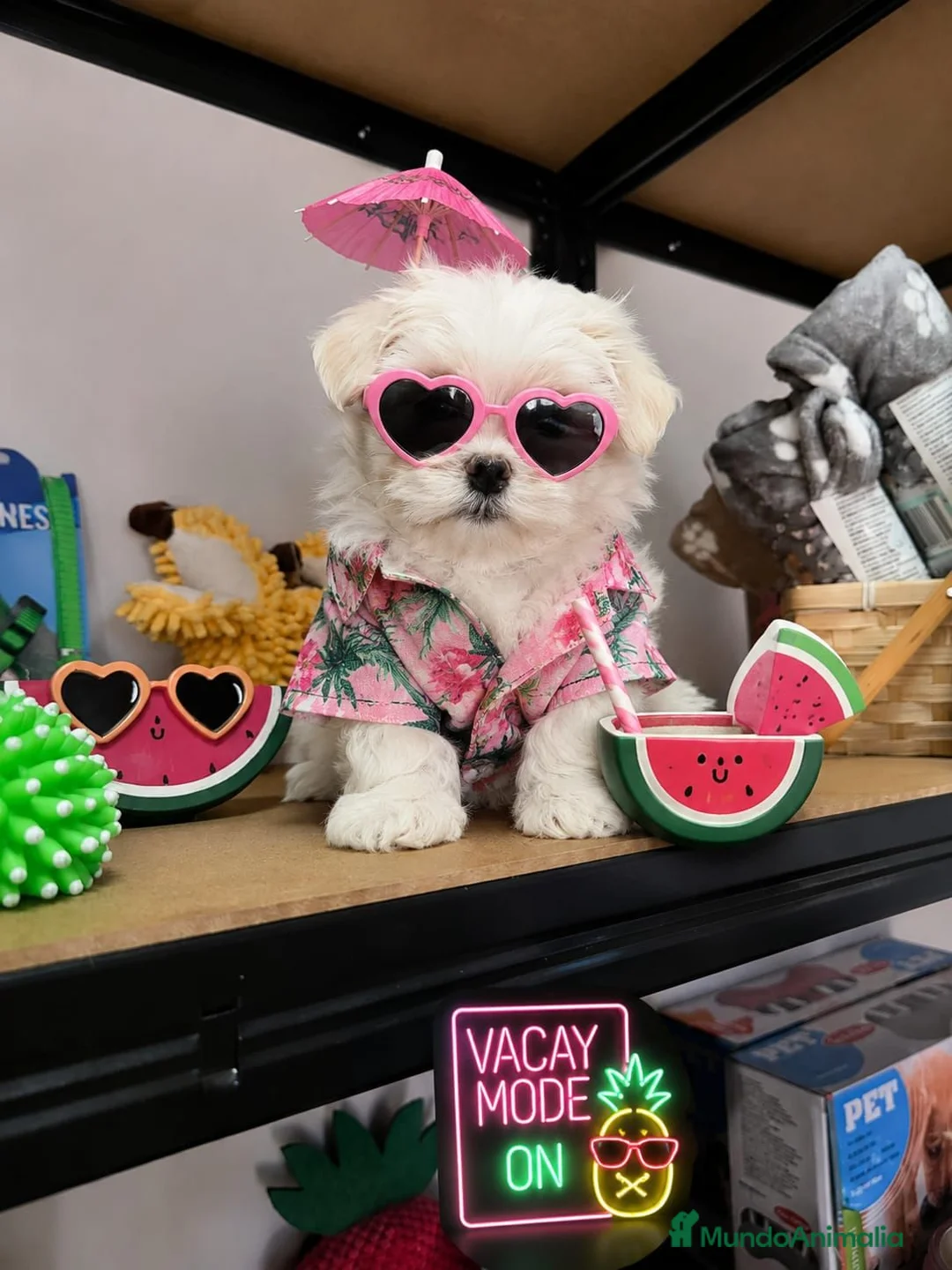Bichón Maltés perros en venta: CAMADA DE BICHÓN MALTÉS KOREANO  - Anuncio 2