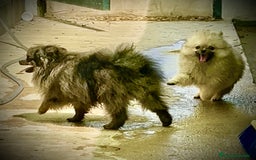 Raza Mixta perros en venta: Cachorros en Caraby Benidorm  - Imagen 6