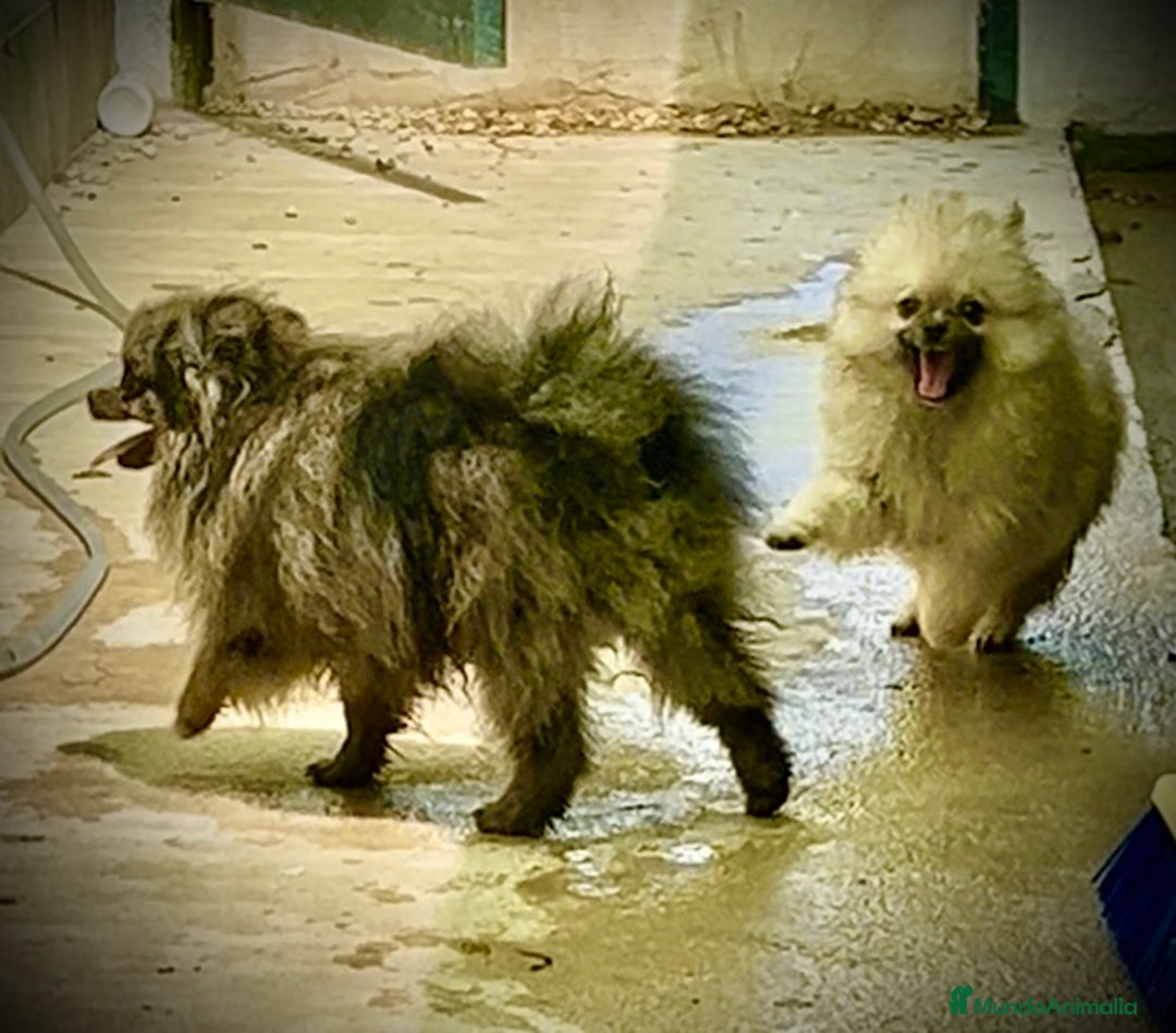 Raza Mixta perros en venta: Cachorros en Caraby Benidorm  - Imagen 6
