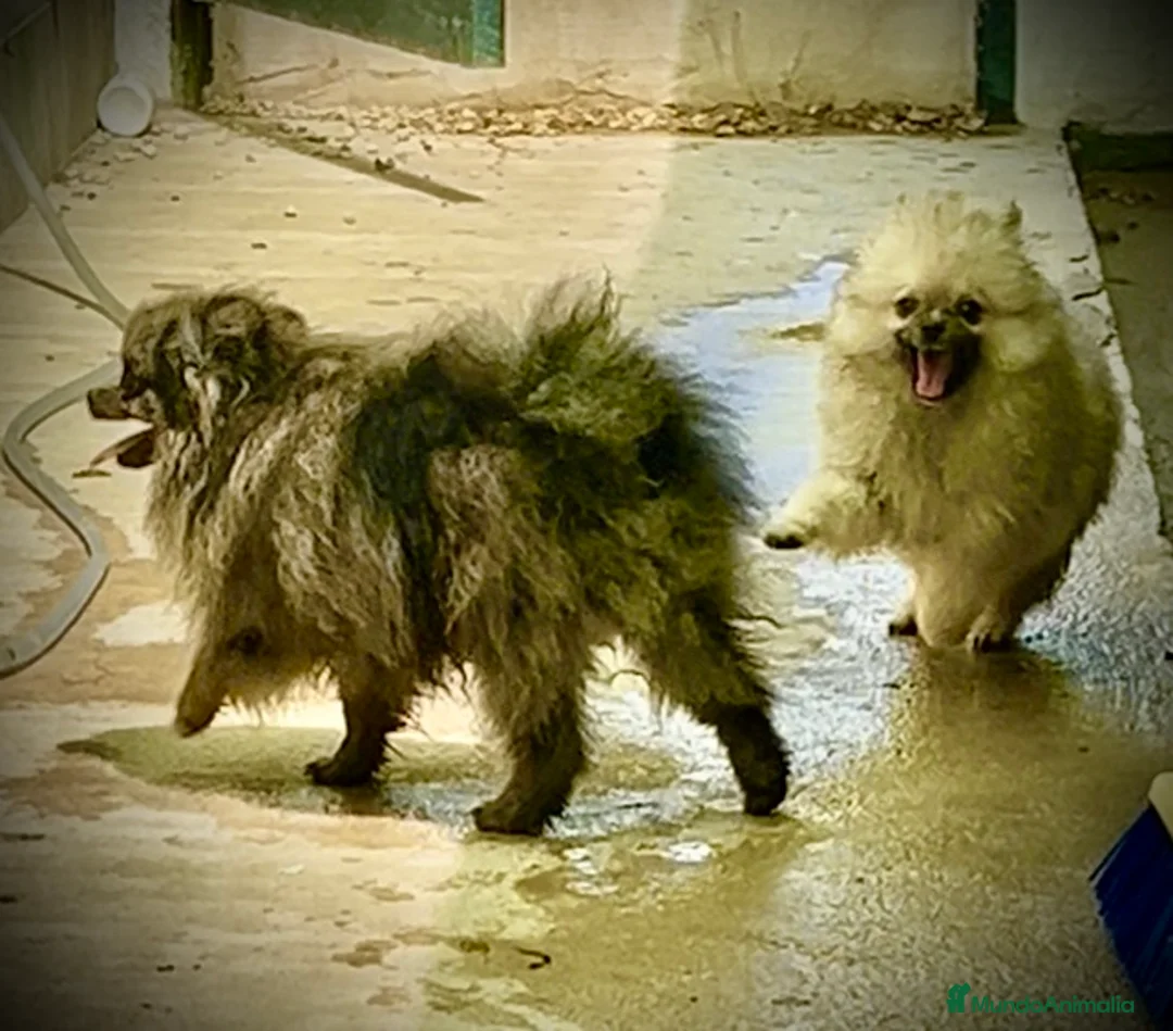 Raza Mixta perros en venta: Cachorros en Caraby Benidorm  - Anuncio 10