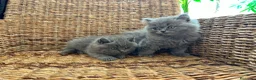 Británico de Pelo Corto Azul gatos en venta: British shorthair y longhair  - Anuncio 2