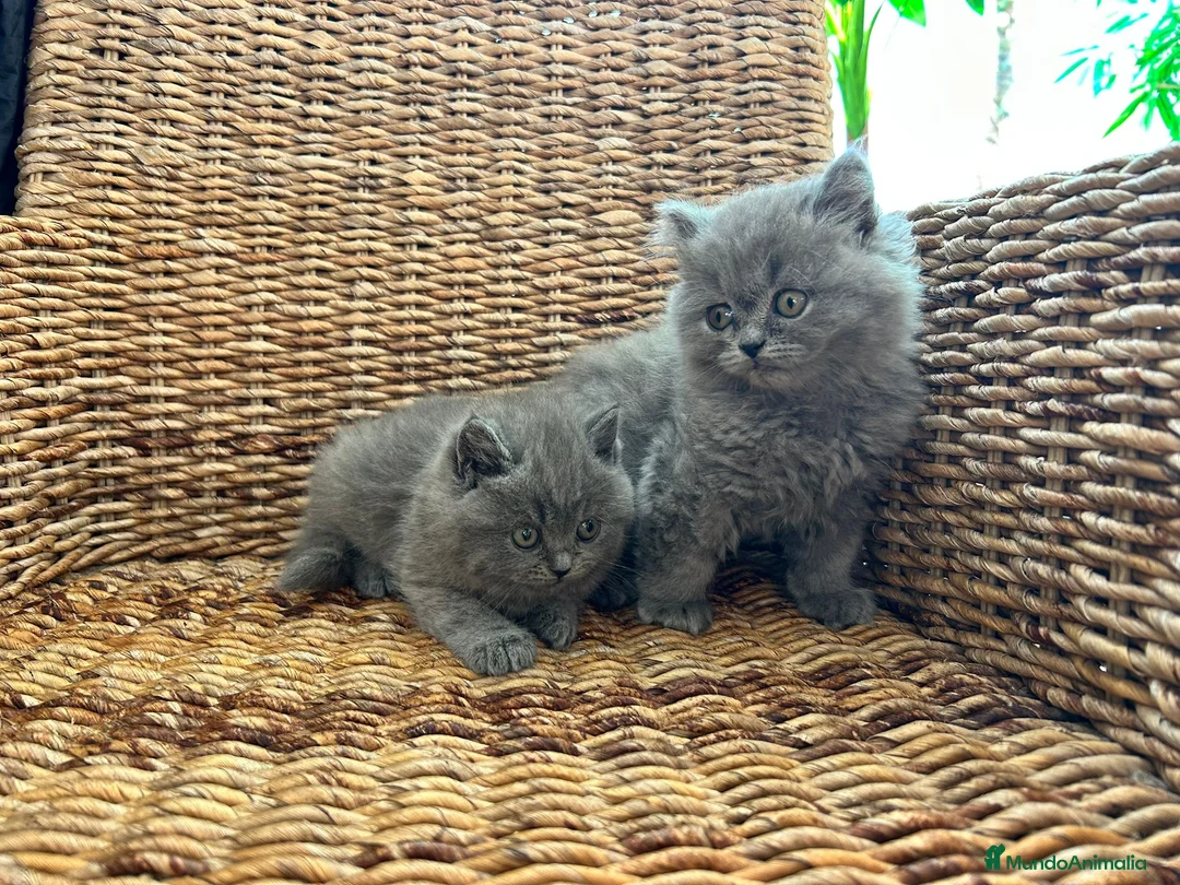 Británico de Pelo Corto Azul gatos en venta: British shorthair y longhair  - Anuncio 2