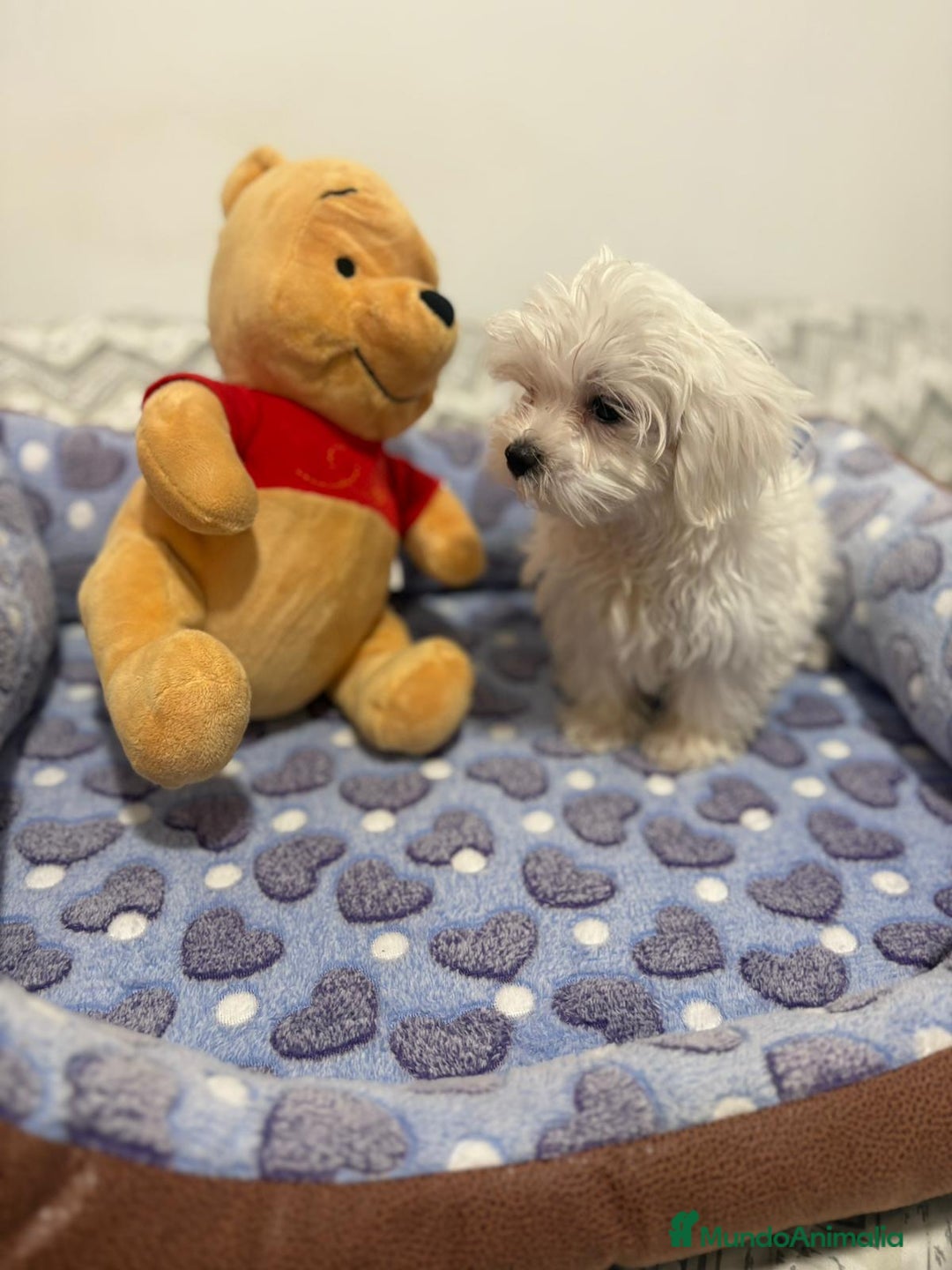 Bichón Maltés perros en venta: Bichon maltés toy  - Imagen 2