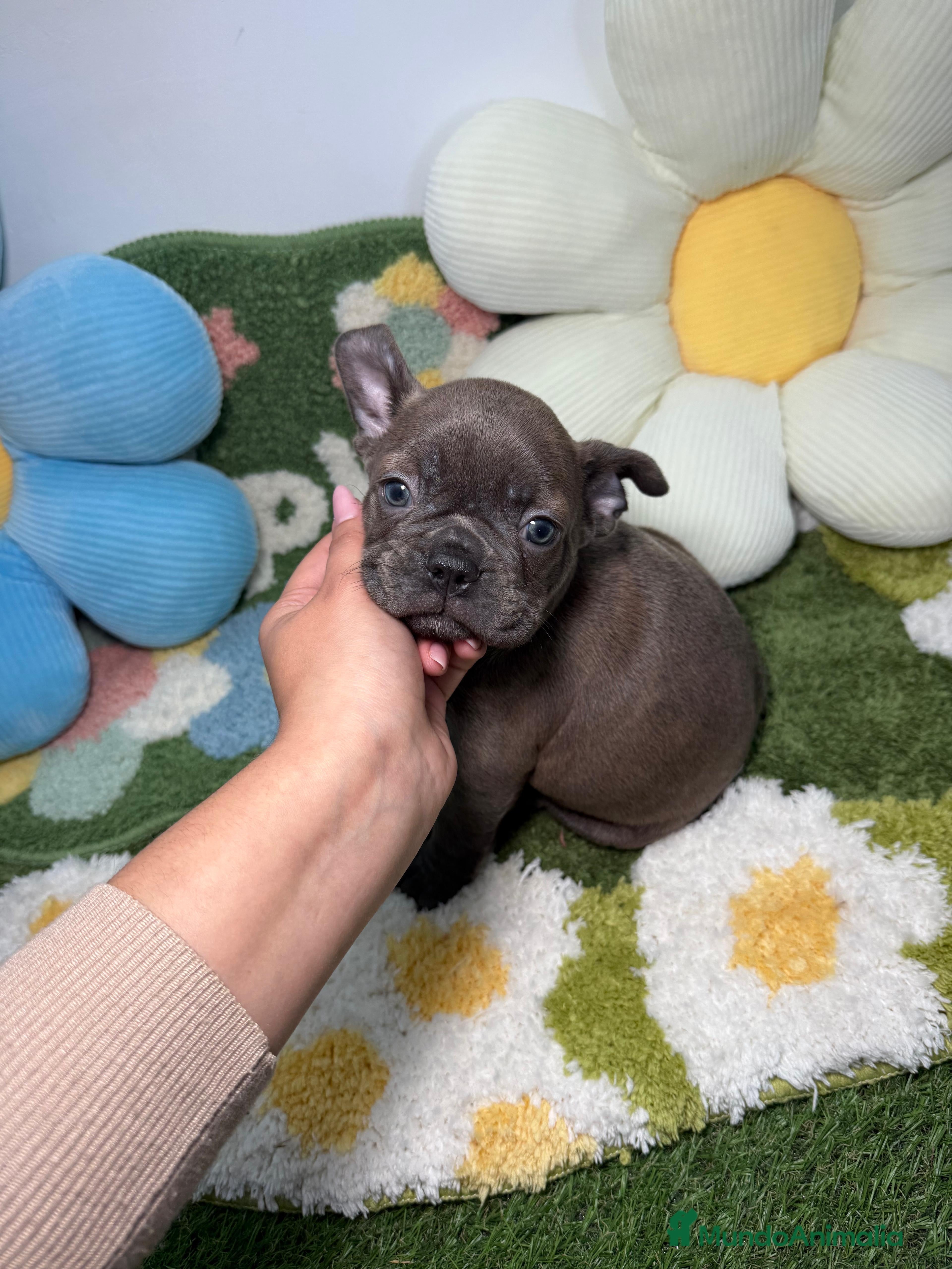 Bulldog Francés perros Bulldog Francés Macho Blue - Anuncio 11