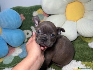 Bulldog Francés perros Bulldog Francés Macho Blue - Anuncio 2