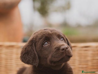 Labrador Retriever perros en Madrid - Anuncio 29