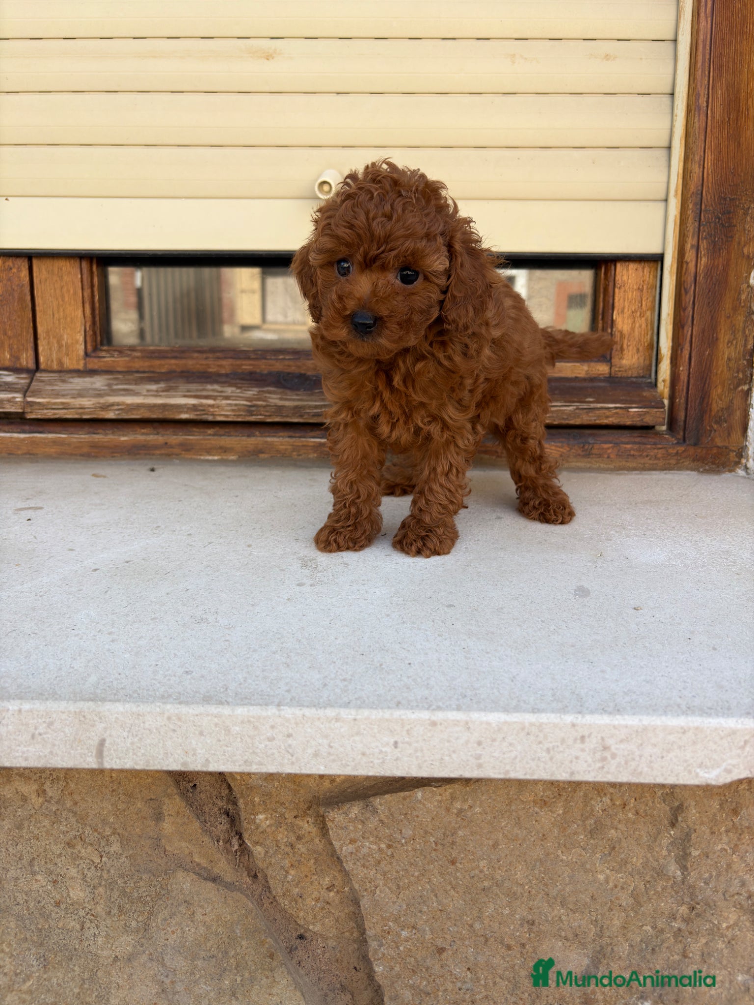 Caniche Toy perros Caniche Toy  - Anuncio 1