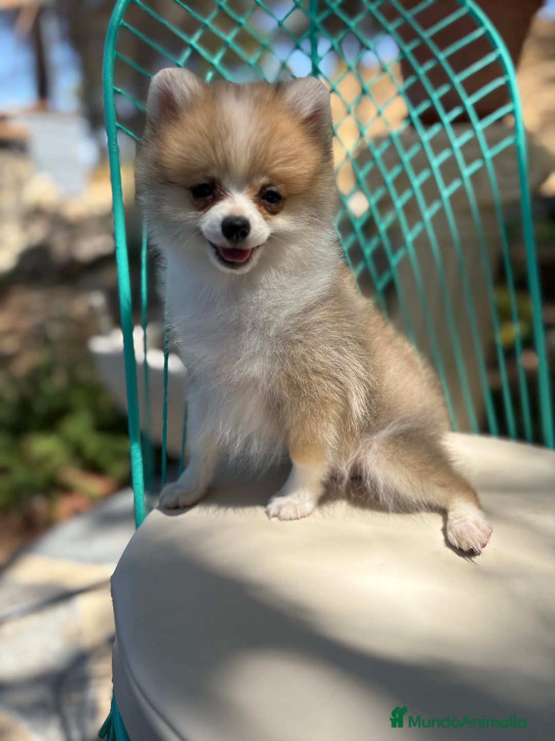 Pomerania perros en venta: Pomerania Hembra toy  - Imagen 4