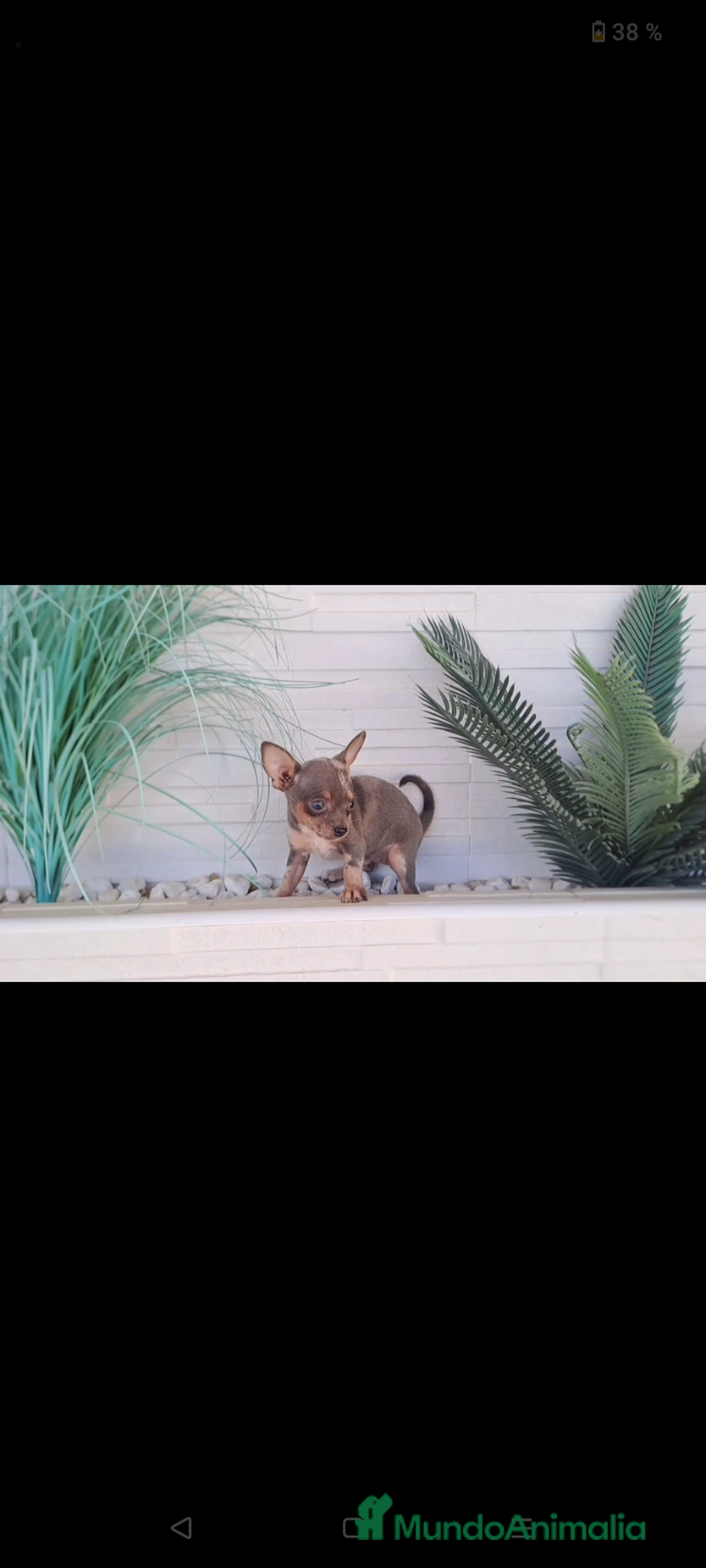 Raza Mixta perros en venta:  chipim con ojos azules  - Imagen 9