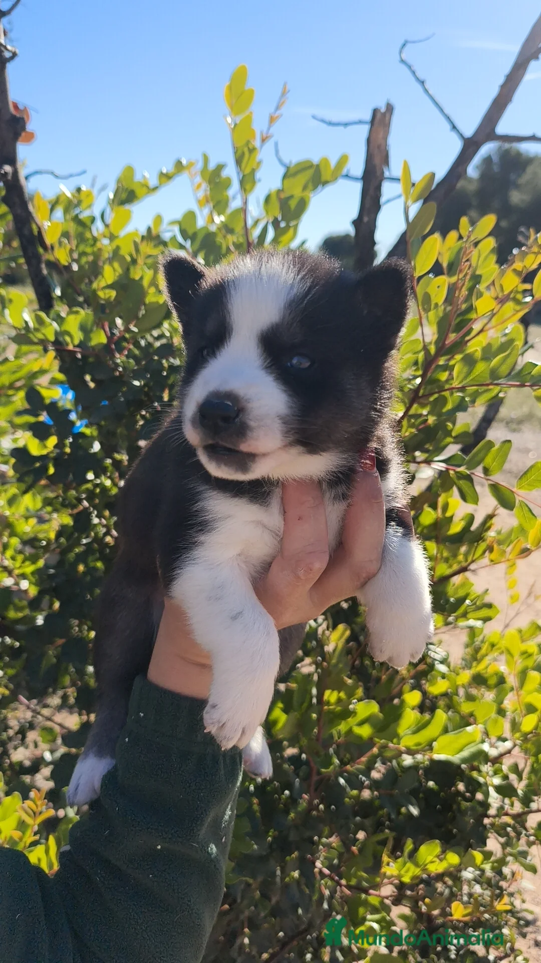 Husky Siberiano perros en venta: Husky SIBERIANO  - Anuncio 10