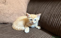 Británico de Pelo Corto gatos en venta: Gatcot.com - Imagen 5