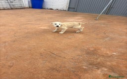 Labrador Retriever perros en venta: Labrador retriever último macho  - Anuncio 4