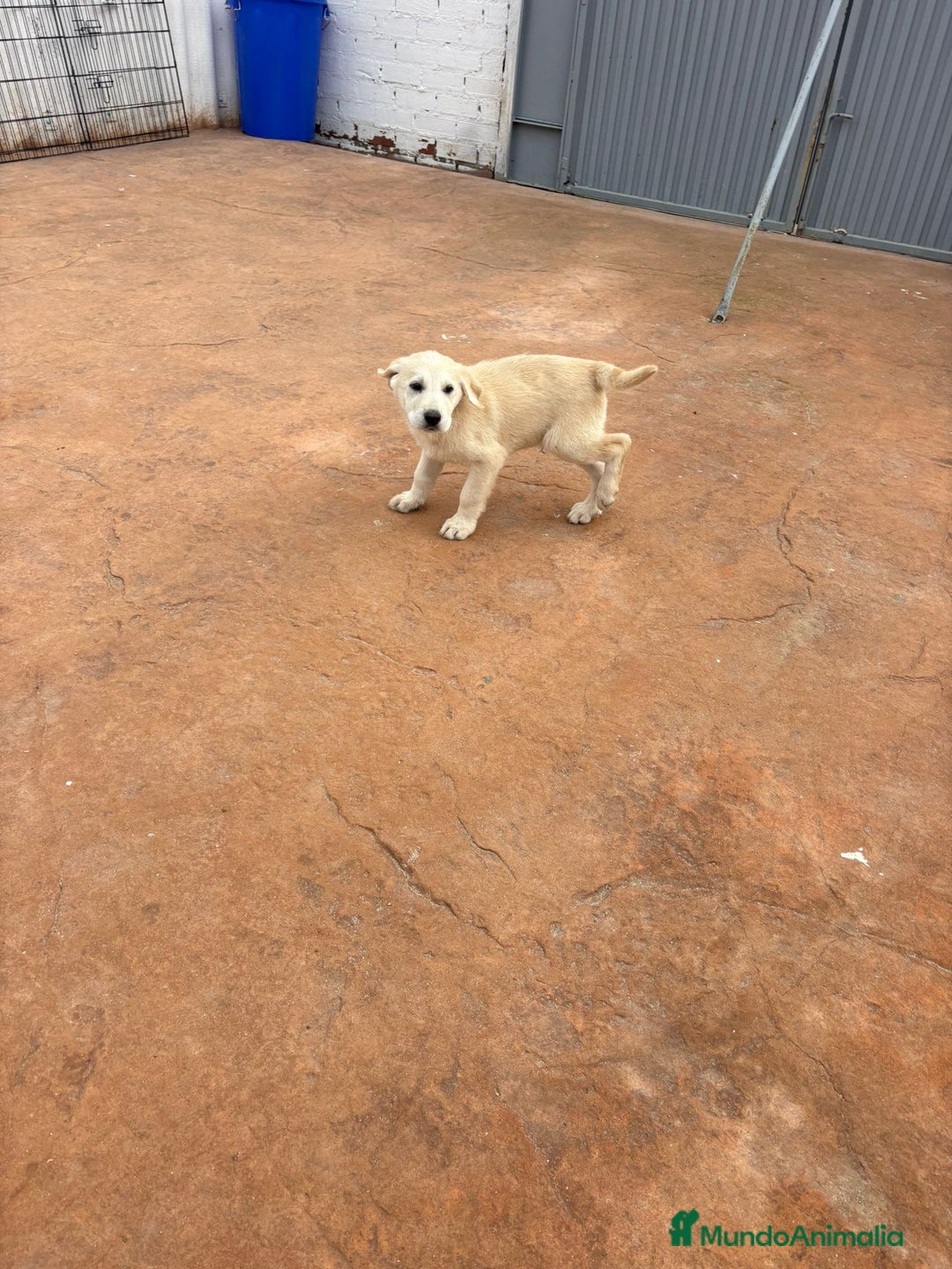 Labrador Retriever perros en venta: Labrador retriever último macho  - Anuncio 4