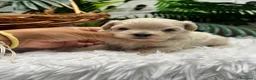 Maltipoo perros en venta: MALTIPOO 100%  - Anuncio 19