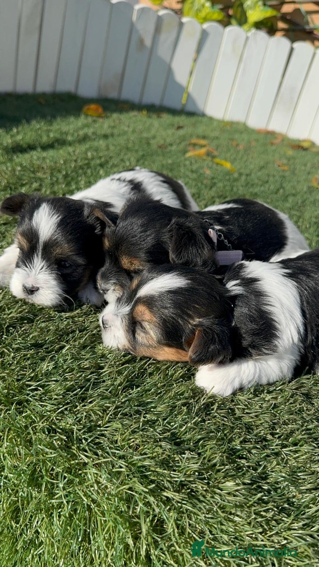 Yorkshire Terrier perros en venta: YORKSHIRE TERRIER BIEWER - Anuncio 14