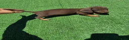 Teckel perros en venta: Teckel Kannichen de Calidad  - Anuncio 18