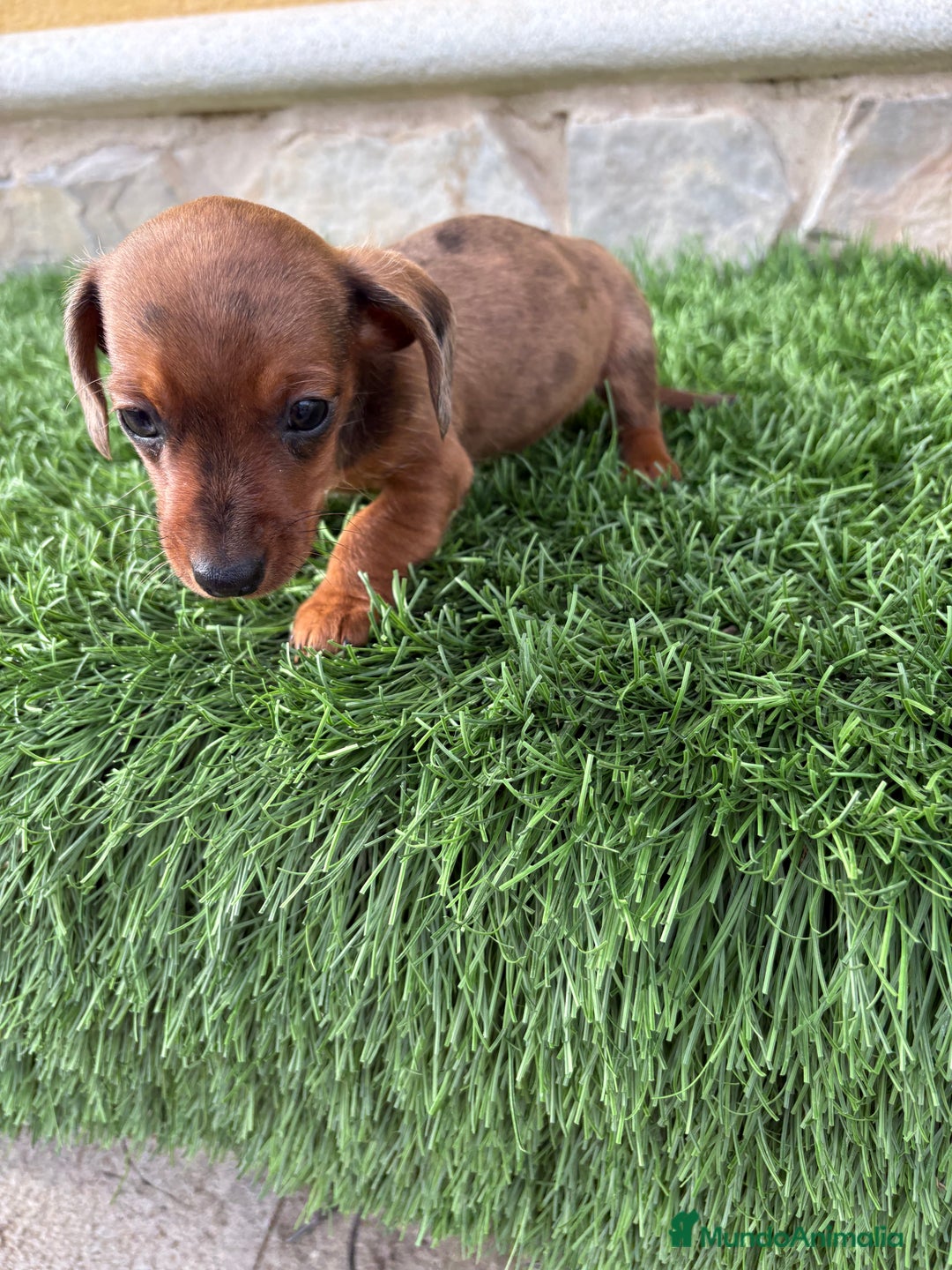 Teckel Miniatura perros en venta: Teckel Kaninchen macho Merle chocolate diluido  - Anuncio 3