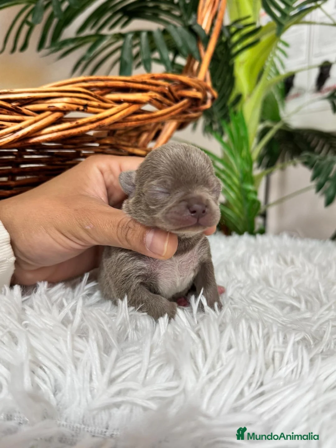 Chihuahua perros en venta: CHIHUAHUA MACHO LILAC - Anuncio 4