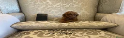 Caniche Toy perros en venta: caniche toy en Illes Balears - Anuncio 3