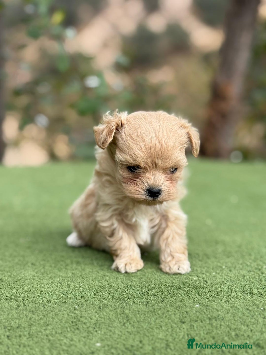 Maltipoo perros en venta: Maltipoo macho disponible super Toy  - Imagen 2