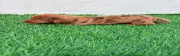 Teckel Miniatura perros en venta: Teckel miniatura merle chocolate  - Anuncio 7