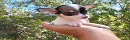 Chihuahua perros en venta: Chihuahua hembra muy pequeña. - Anuncio 3