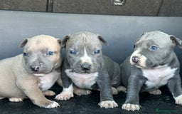 American Staffordshire-Terrier perros en venta: American Stanford, mis pequeños - Imagen 24