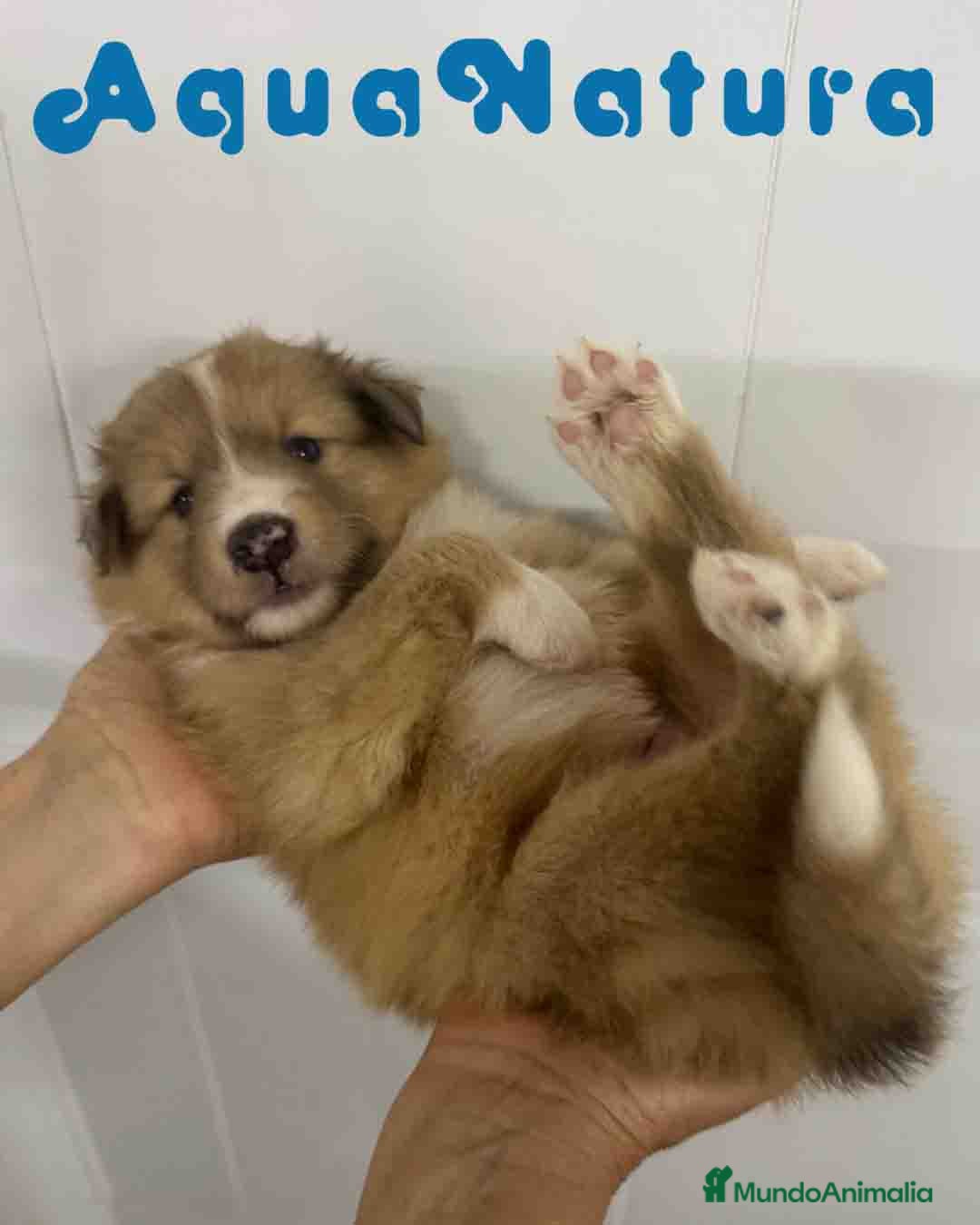 Perro Pastor de las Shetland perros en venta: Pastor de Shetland Hembra de Nana AQUANATURA - Anuncio 2