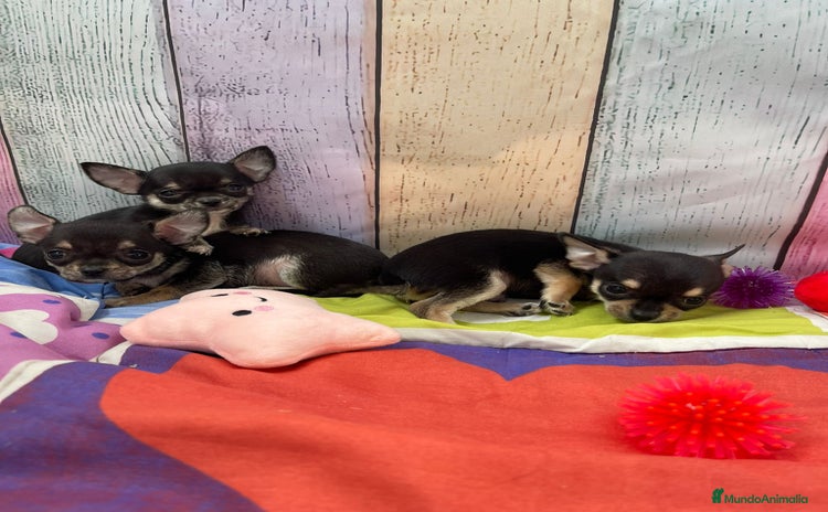 Chihuahua perros Chihuahuas toy - Anuncio 1