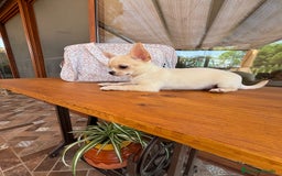 Chihuahua perros en venta: Chihuahua Macho disponible  - Imagen 7