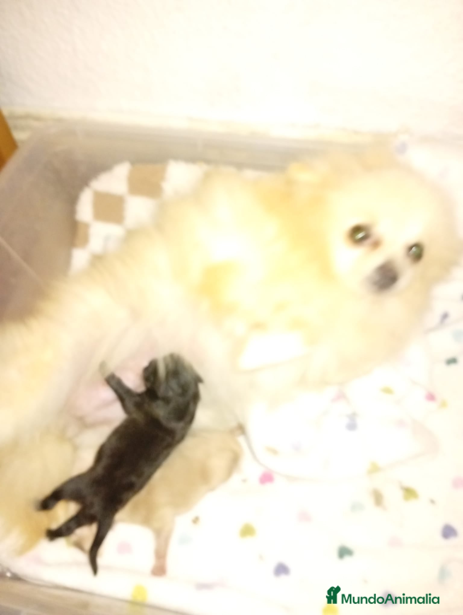 Pomerania perros Pomerania hembra toy - Anuncio 2