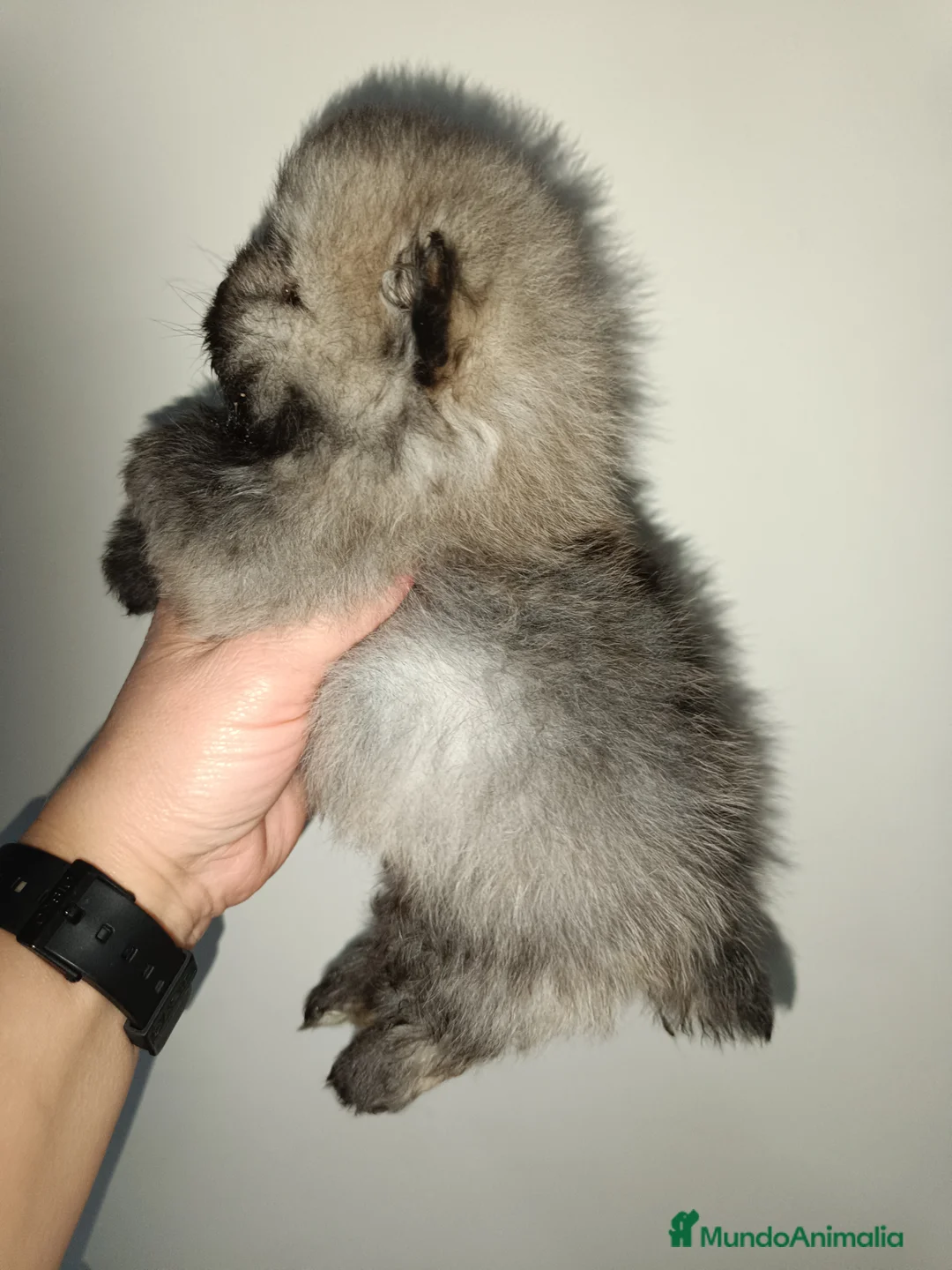 Pomerania perros en venta: Pomerania macho  - Anuncio 3