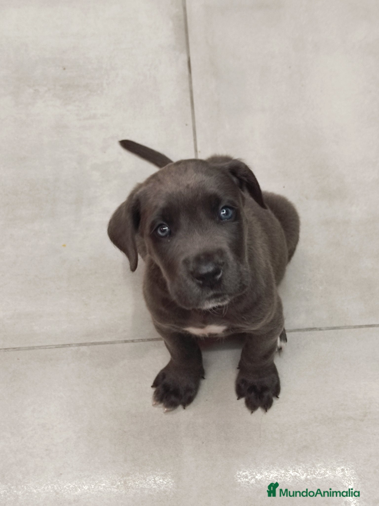 Cane Corso perros Cane corso  - Anuncio 1