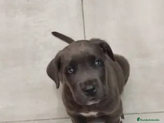 Cane Corso perros Cane corso - Anuncio 1