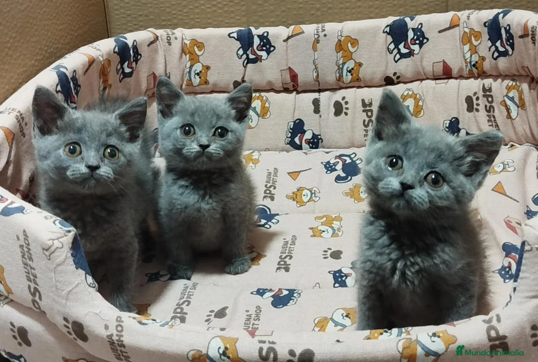 Británico de Pelo Corto gatos en venta: British Shorthair preciosos - Anuncio 9