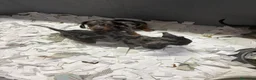 Teckel Miniatura perros en venta: Teckel miniatura - Anuncio 15