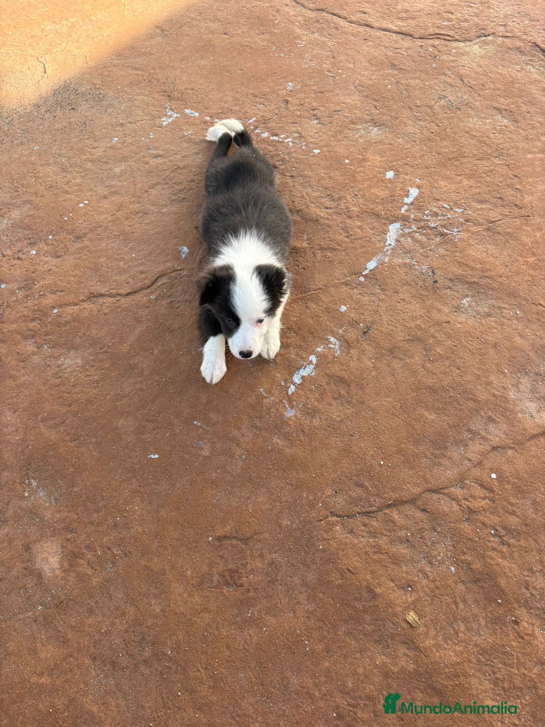 Border Collie perros en venta: Última Border collie hembra  - Anuncio 3