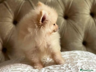 Pomerania perros en Badajoz - Anuncio 16