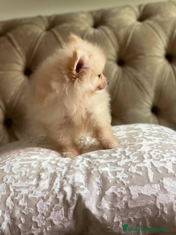 Pomerania perros en Badajoz - Anuncio 16