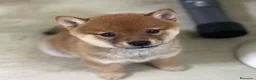 Shiba Inu perros en venta: Shiba inu en Barcelona - Anuncio 3