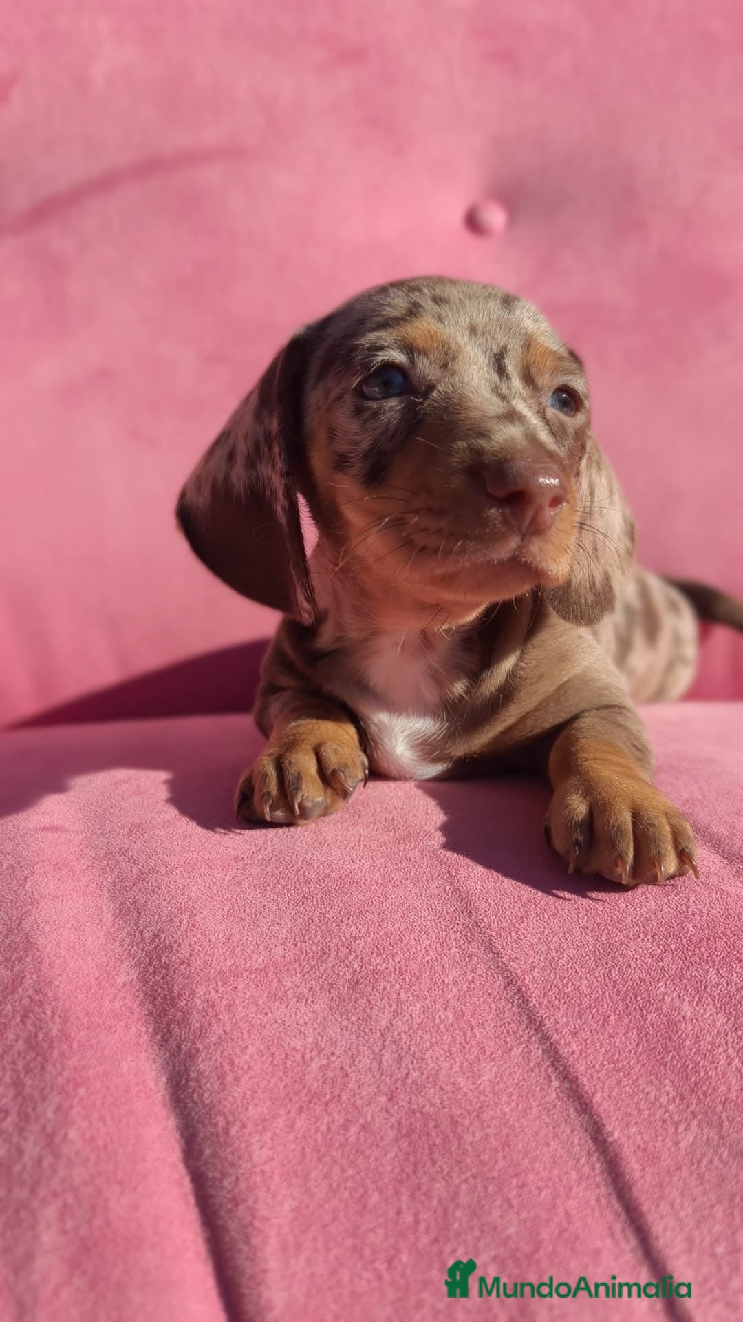 Teckel perros Teckel mini arlequín  - Anuncio 1