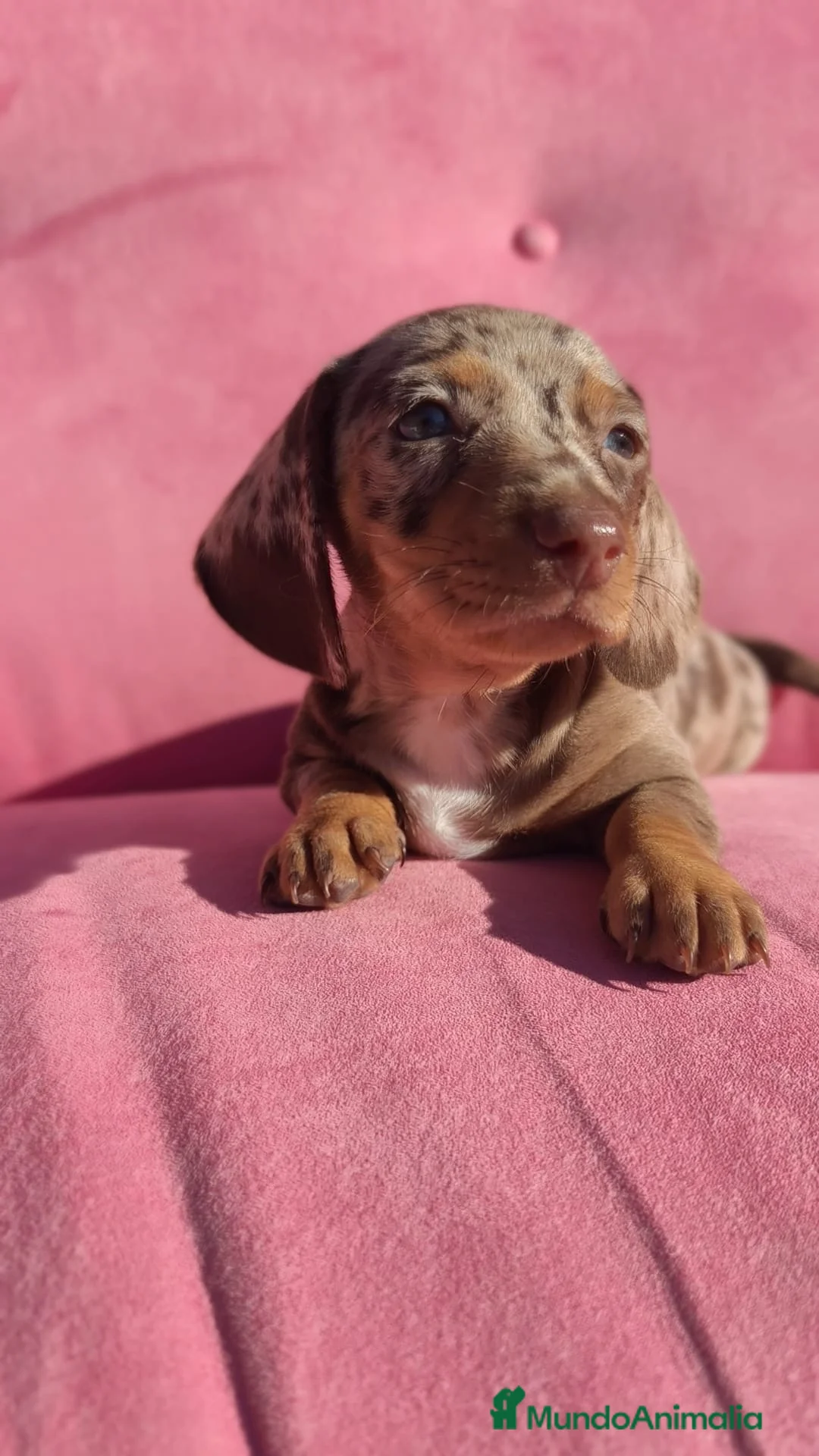 Teckel perros en venta: Teckel mini arlequín  - Anuncio 1