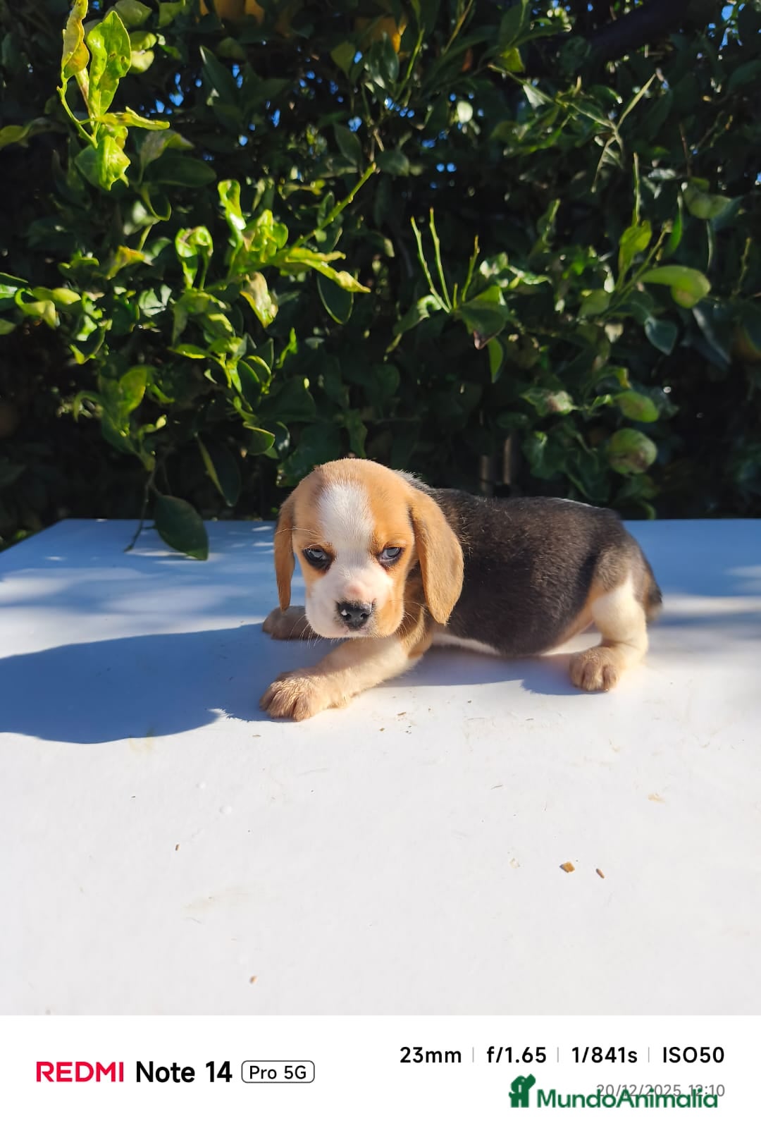 Beagle perros en venta: Cachorros de Beagle  - Anuncio 1