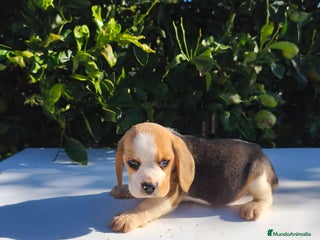 Beagle perros Cachorros de Beagle - Anuncio 2
