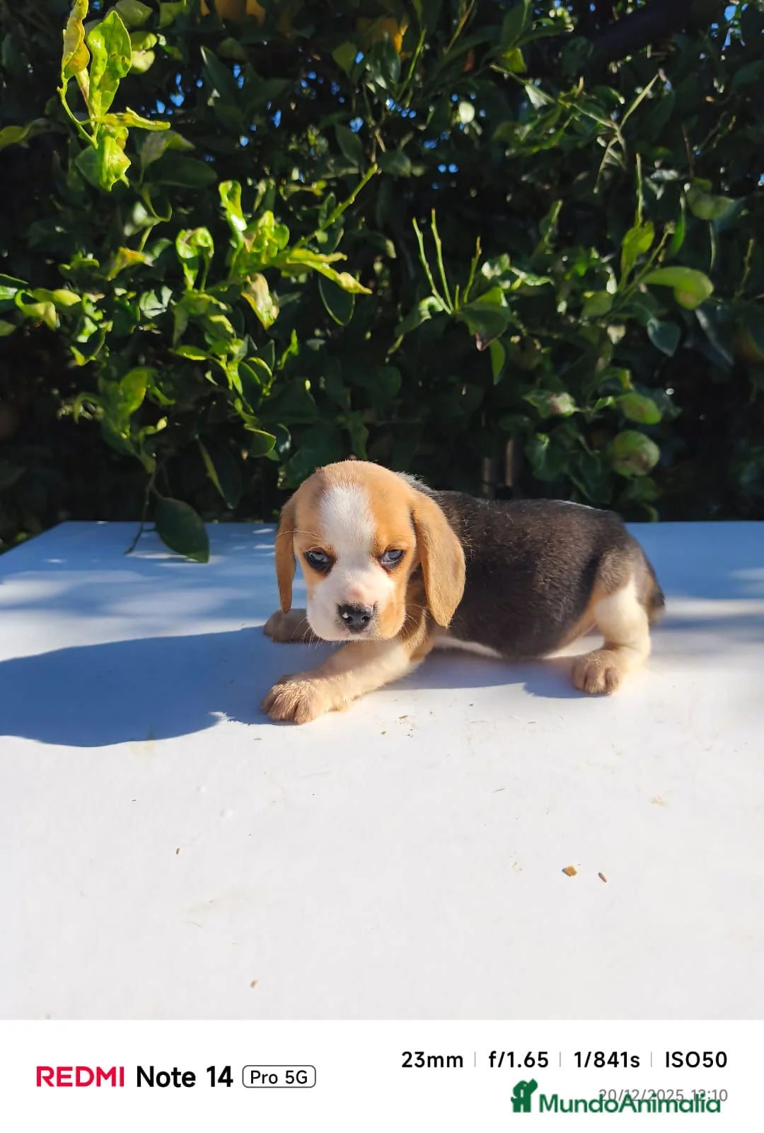 Beagle perros en venta: Cachorros de Beagle  - Anuncio 1