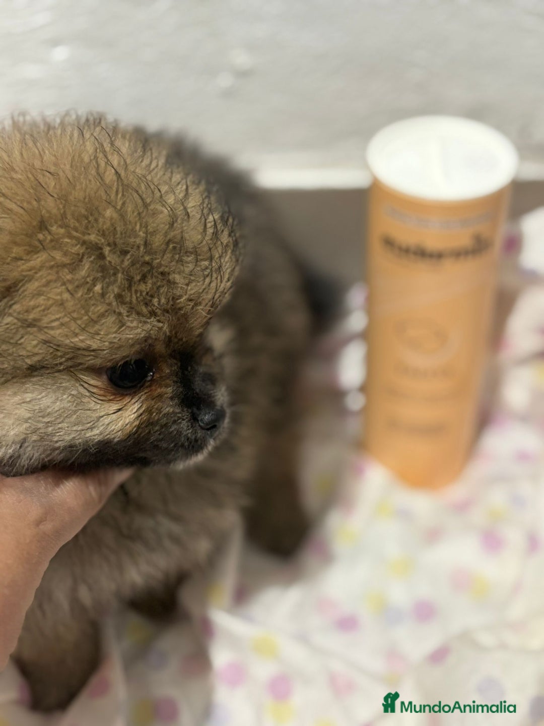 Pomerania perros en venta: Lulu pomerania mini toy  - Imagen 10