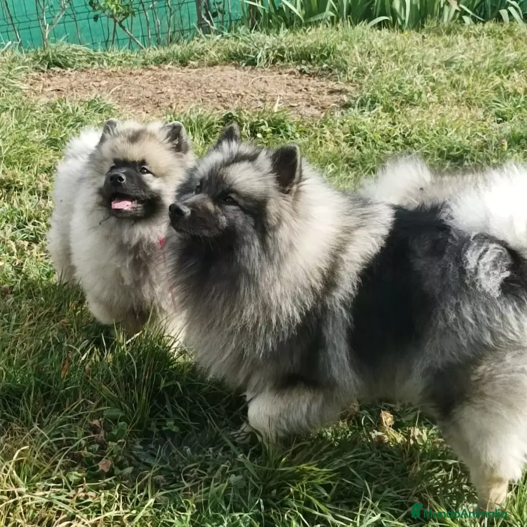 Imagen de galería {{count}}