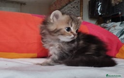 Persa gatos en venta: Macho Golden Chinchilla - Imagen 2