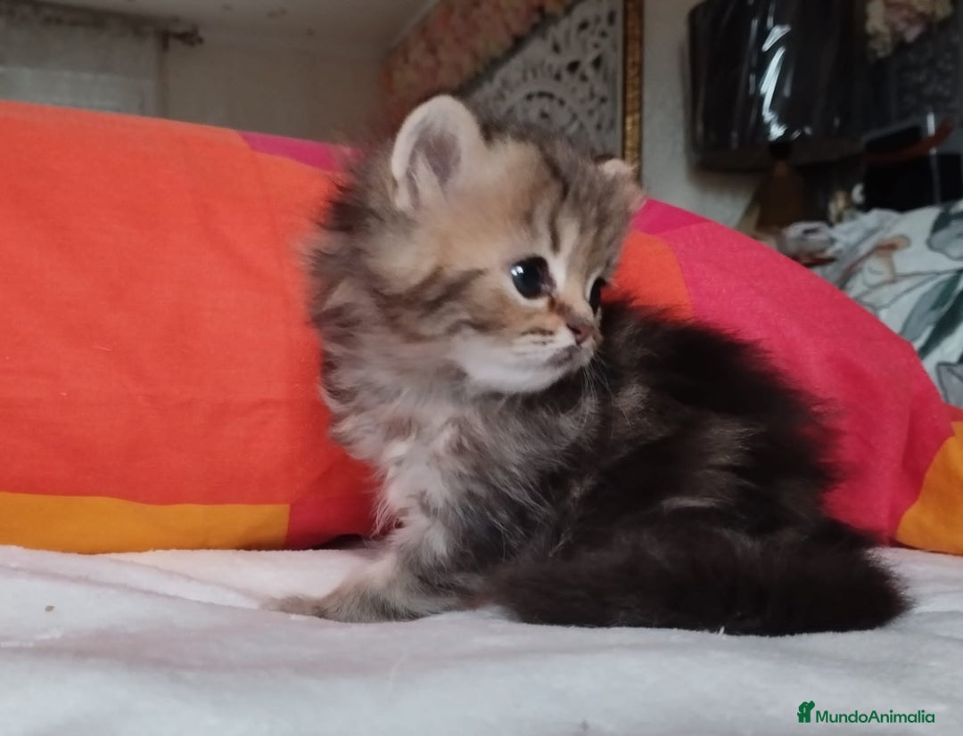Persa gatos en venta: Macho Golden Chinchilla - Imagen 2