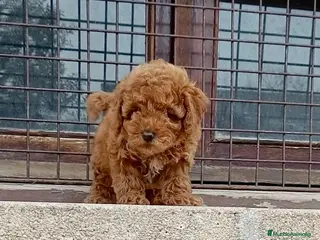 Caniche Toy perros Caniche - Anuncio 1